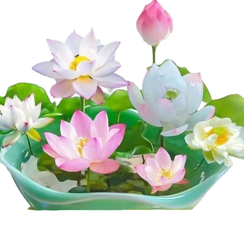 9.9元3包【水培盆栽荷花】无土水培盆栽水养花水莲花四季开花睡莲