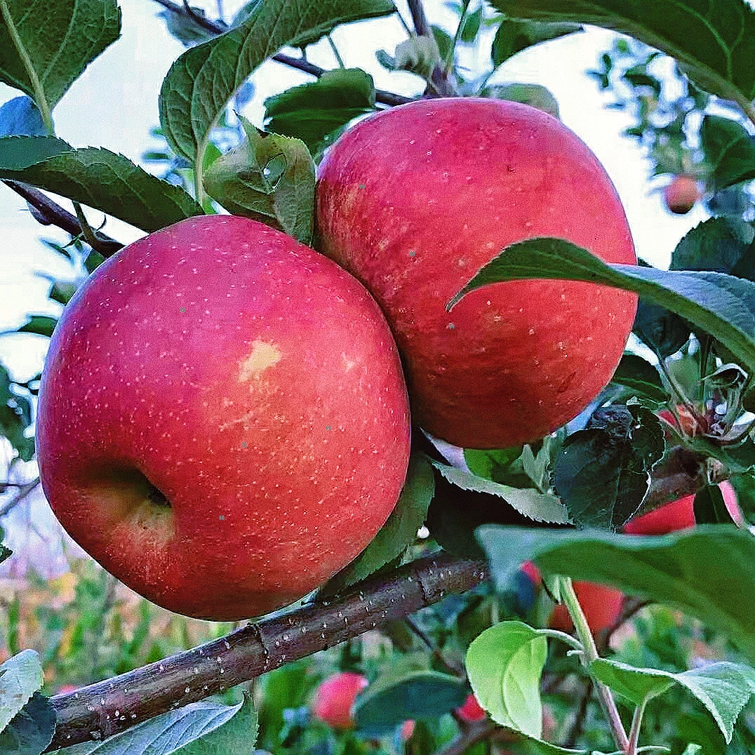 昭通冰糖心丑苹果（脆甜多汁，水润爆汁）新鲜营养果酸原生态现摘