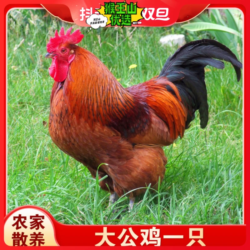 【黑脚公鸡】农家散养大公鸡现杀新鲜鸡肉整只笨鸡柴鸡土鸡3-5斤