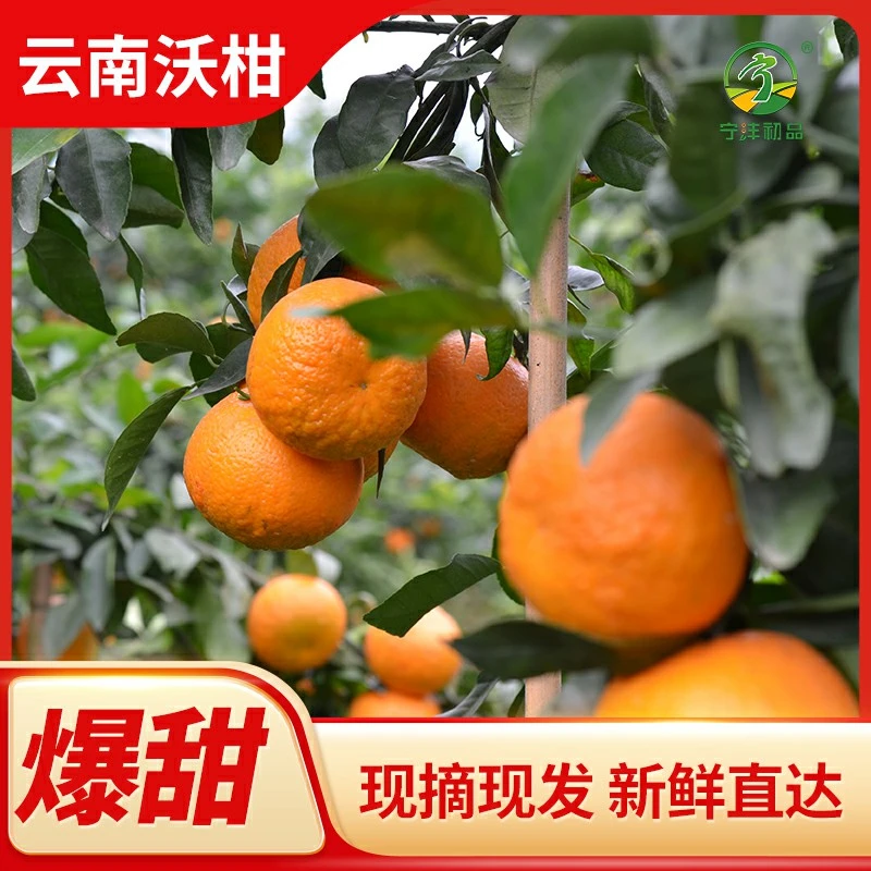 宁沣初品云南当季沃柑 包邮 新鲜尝鲜 自然成熟甜蜜爽口5斤彩箱装