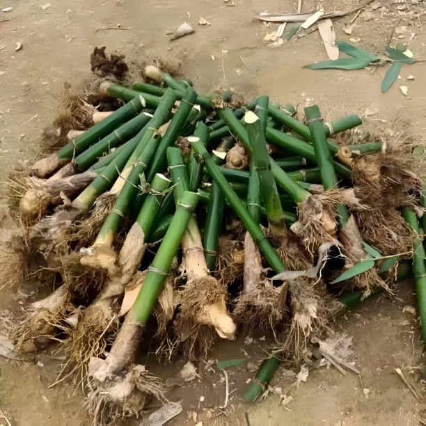 竹子树苗马蹄笋竹苗带根甜竹笋绿竹子苗高产量绿笋苗种植现挖包邮