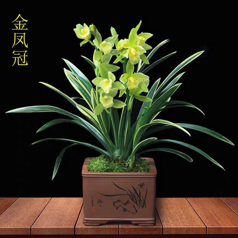 金边兰花线艺金凤冠浓花型 矮种（原培育盆原土发货）