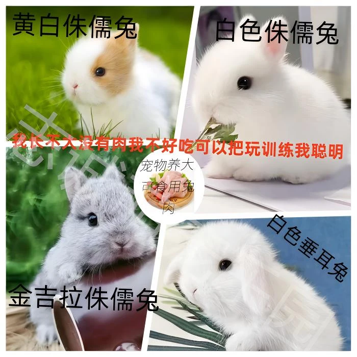 双血侏儒垂耳鲜兔肉已经发货拒收不退款不拦截购买请确认是否需要