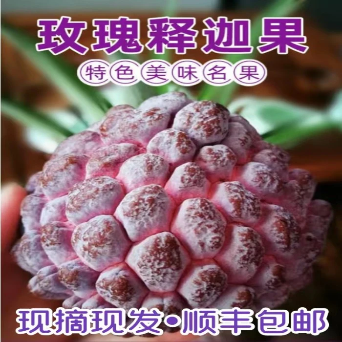 【顺丰速达】玫瑰释迦新鲜红皮释迦软糯香甜1/5斤现摘现发
