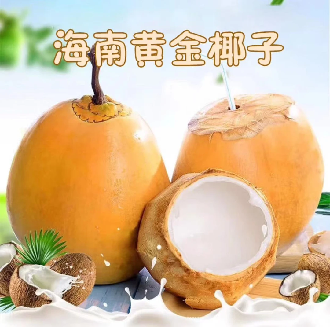 【椰园直发+坏果包赔】海南正宗万宁金椰特产黄金椰子2-9个装