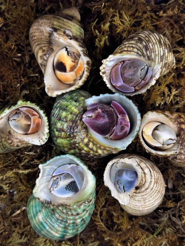 异色寄居蟹装饰壳（多种颜色）