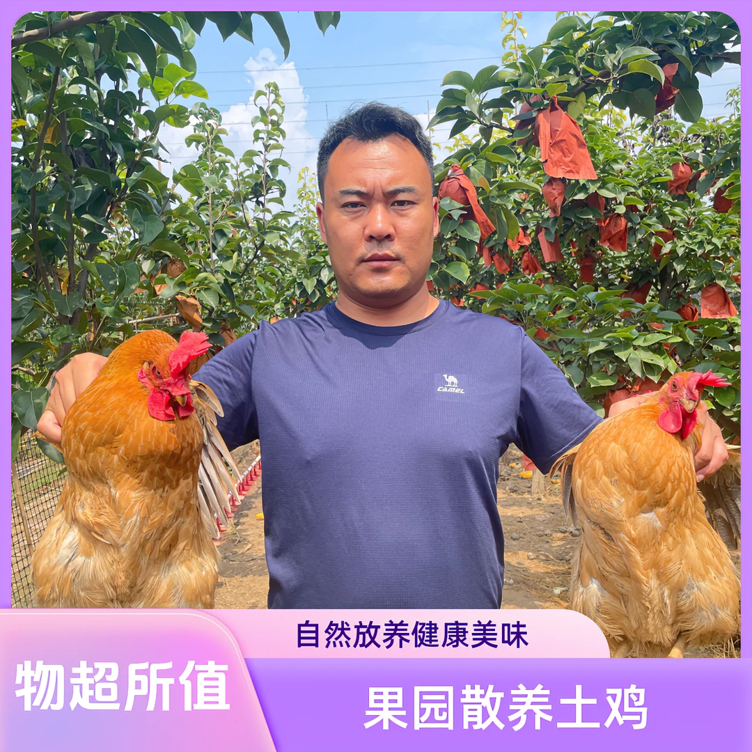 果园散养老母鸡现杀2/3斤黄油老母鸡顺丰冷链包邮现宰