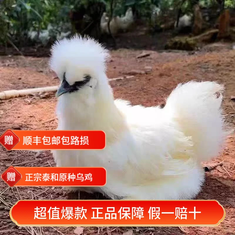 青年鸡江西正宗泰和原种乌鸡单只1斤顺丰包邮