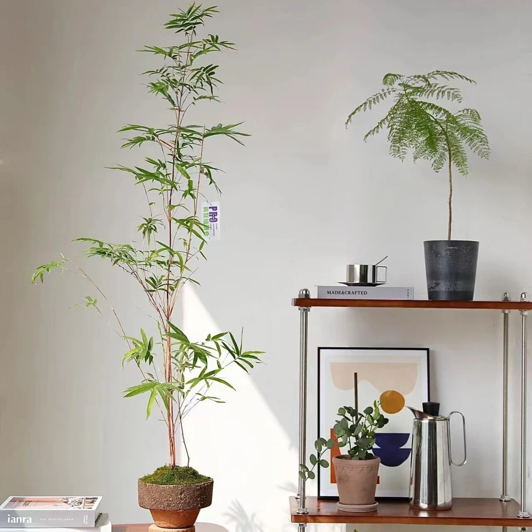 直播间一物一拍链接红观音竹绿观音竹等室内竹子