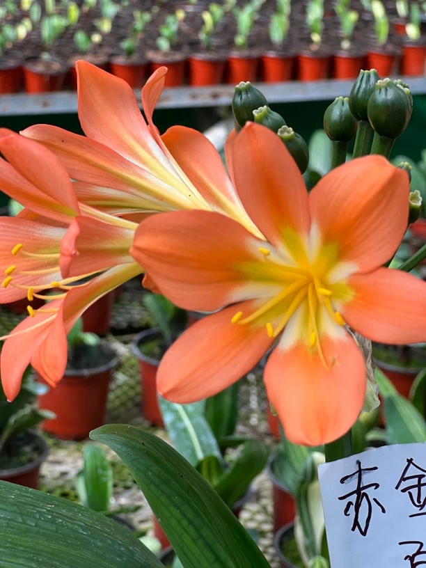 40君子兰高端盆栽直播