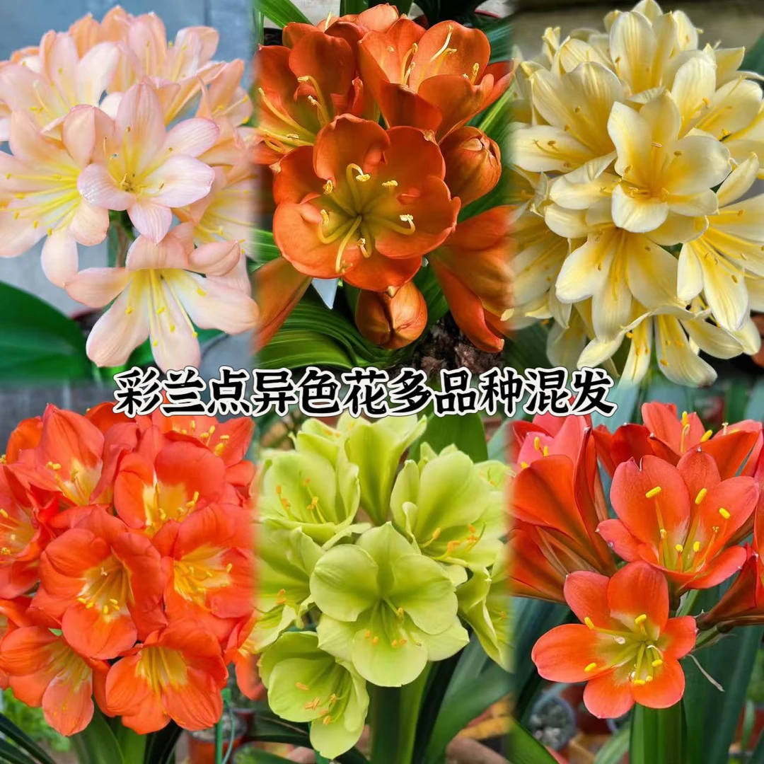 1号异花点彩兰种子君子兰种高端盆栽直播种多品种混发