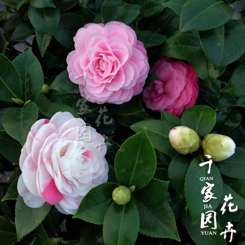 十八学士茶花凤仙花苗五彩白粉红一树多色盆栽