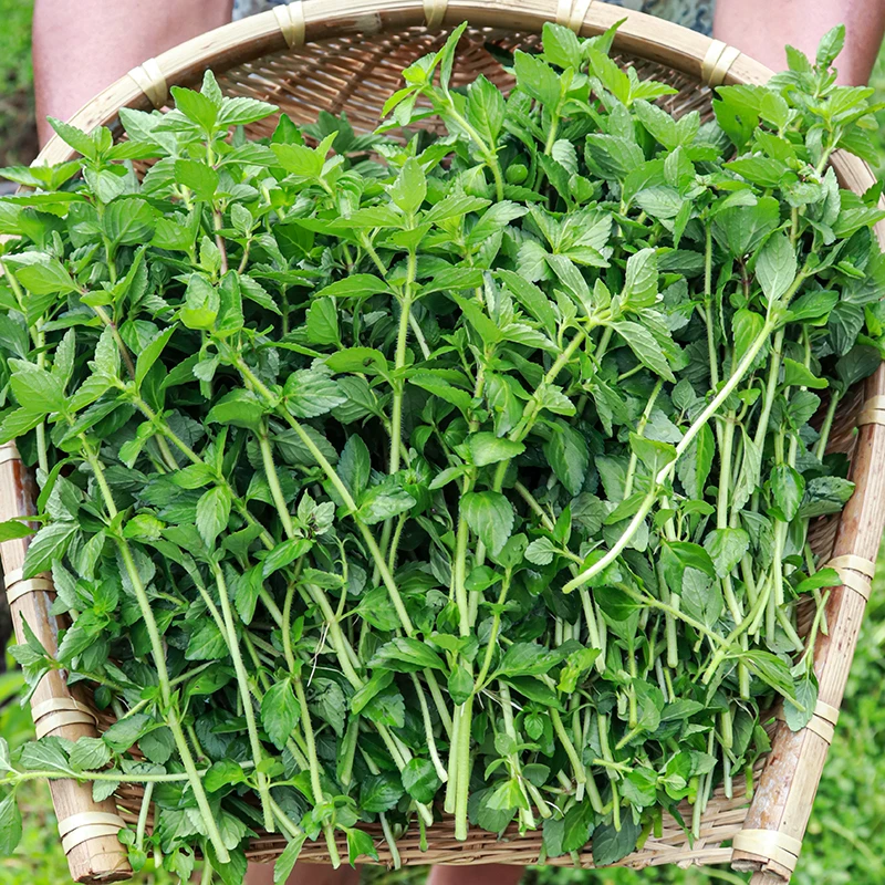 云南德宏水香菜新鲜采摘新鲜蔬菜水香菜500克包邮