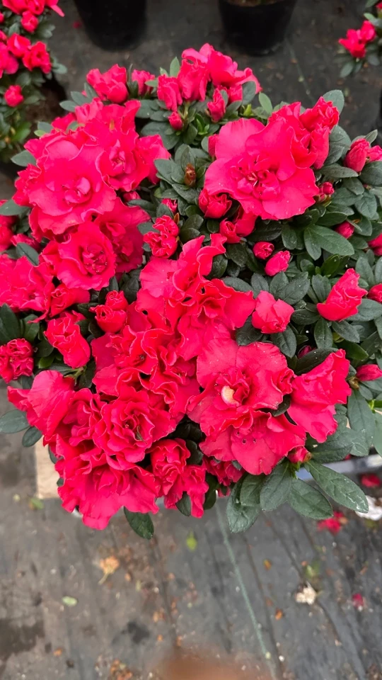 杨梅红杜鹃花耐寒耐热