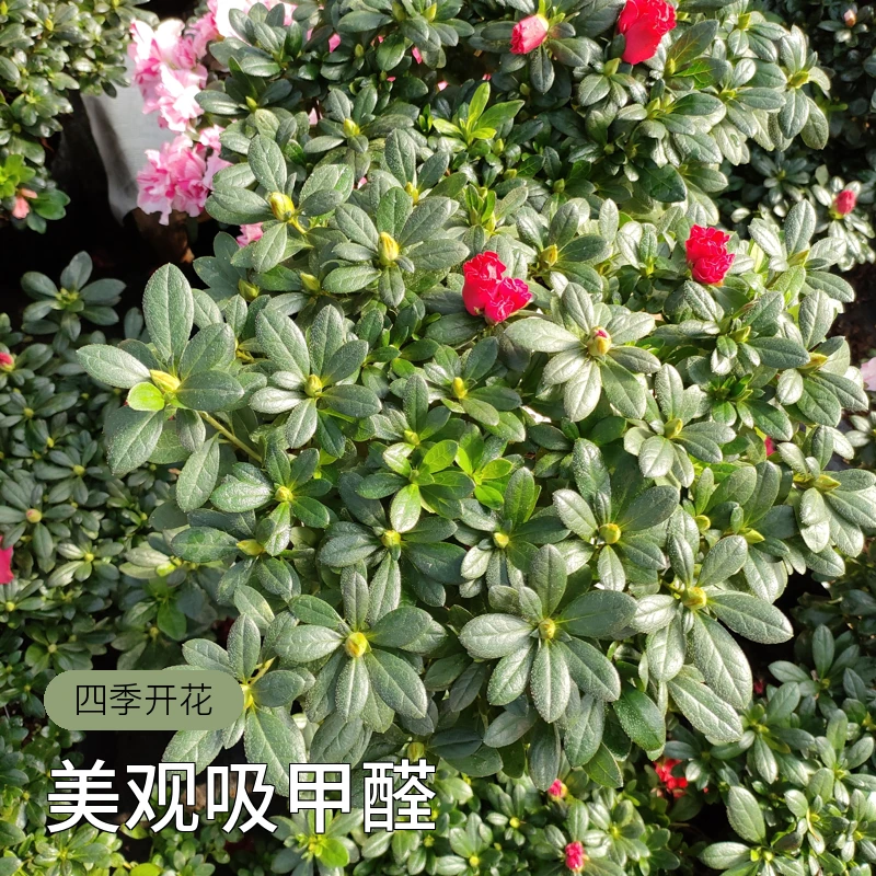 红宝石杜鹃花好养易活四季开花
