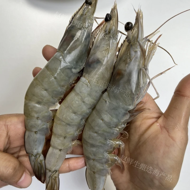 盐冻白虾净重3.3斤20-30超大规格鲜活速冻新鲜海虾青岛大虾