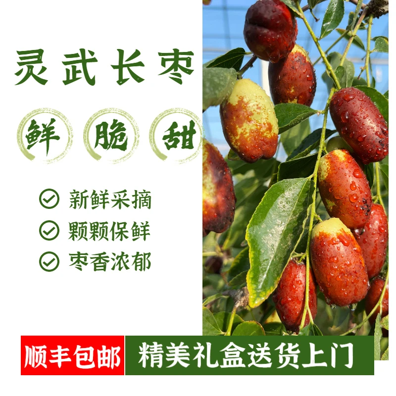 顺丰包邮-灵武露天长枣鲜枣3斤/5斤脆枣皮薄肉厚脆甜爽口