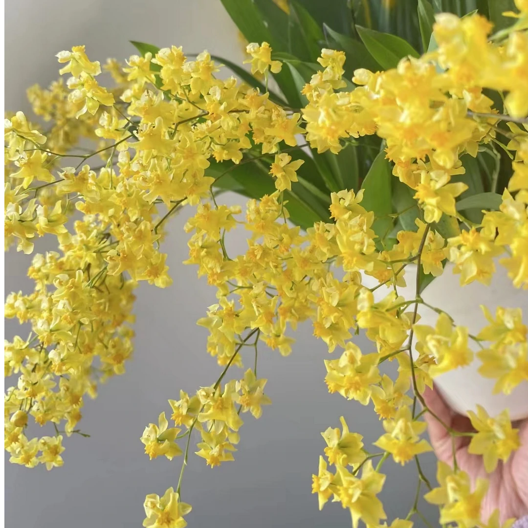 文心兰 黄色 两花剑 花已开 室内开花盆栽