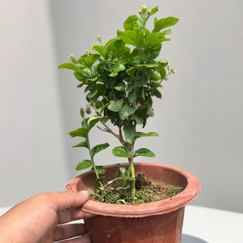 巴西菊花茉莉花 中苗茉莉花 重瓣茉莉花阳台庭院盆栽耐高温浓香型