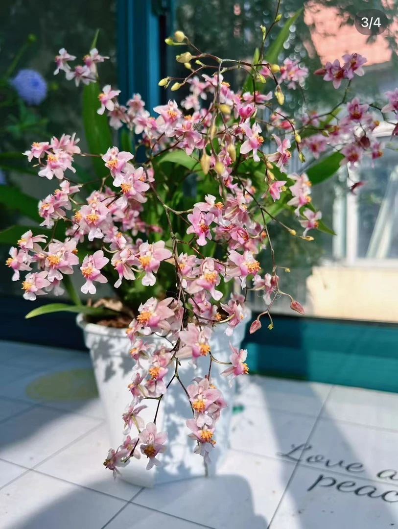 文心兰 粉色 八花剑起 福利款B级苗 有黄叶黑斑 有修剪 介意勿拍