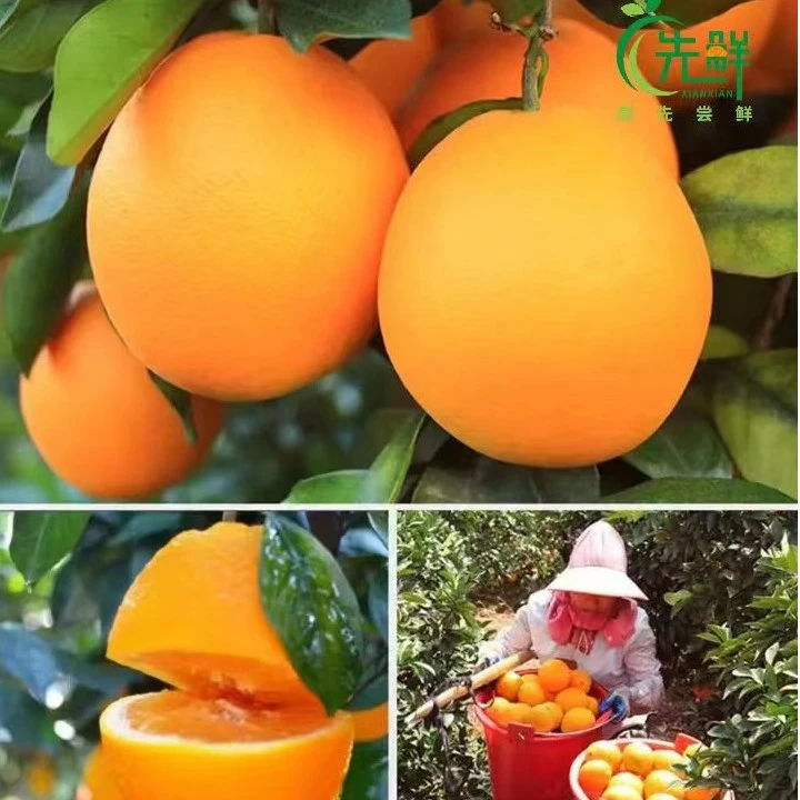 江西赣南果园直发新鲜采摘精品脐橙10斤（含包装）80-85mm果径