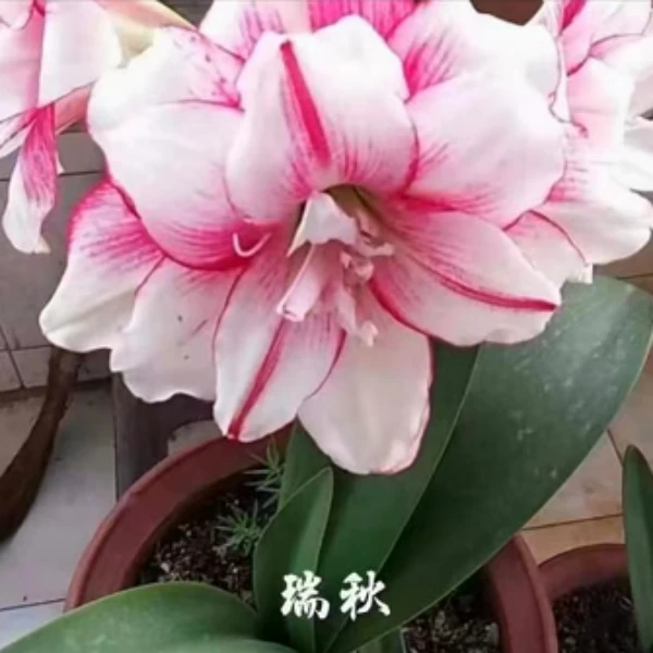 澳朱朱顶红种球大花重瓣朱瑞秋   瑞秋姑娘盆栽地栽苗