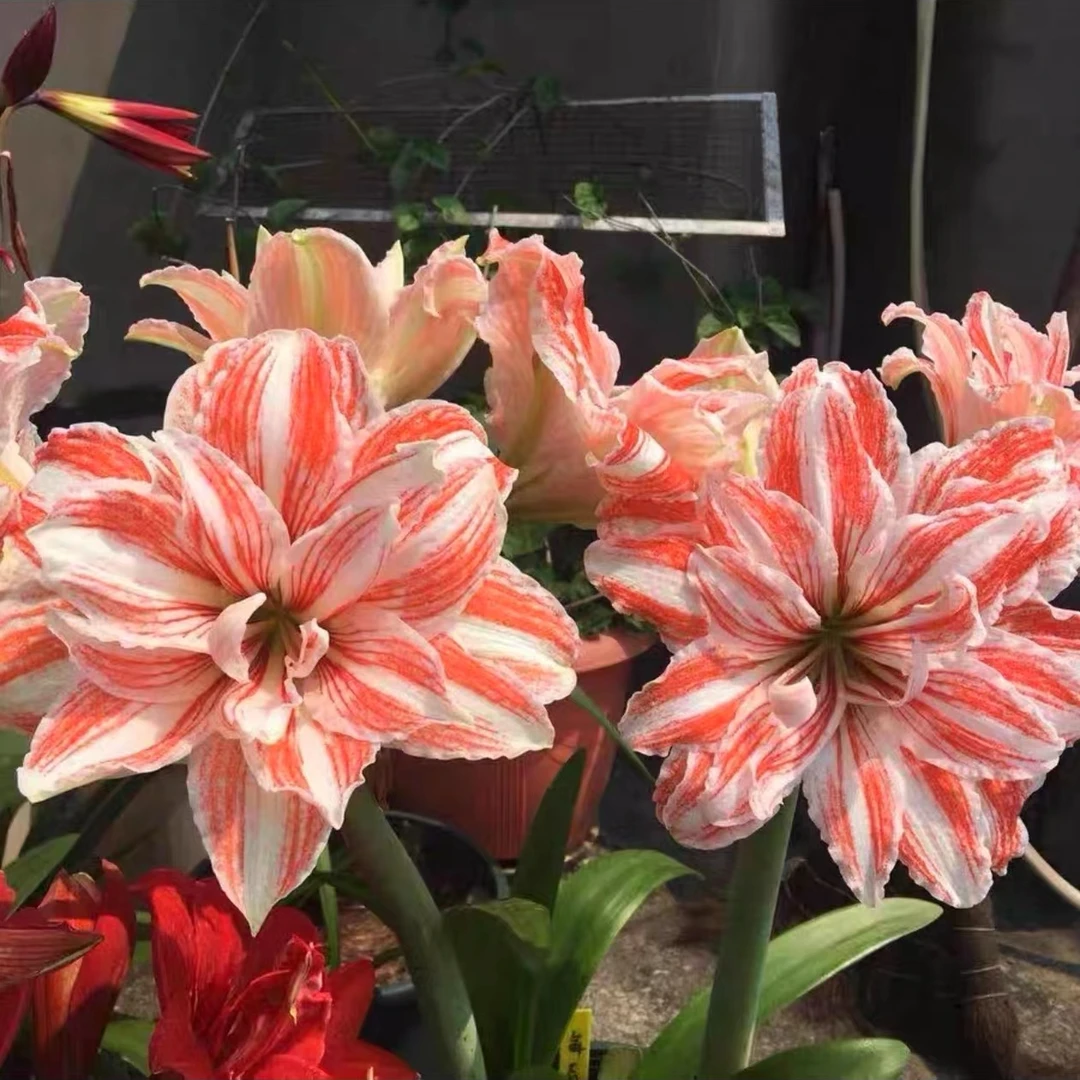 舞蹈皇后朱顶红重瓣大花