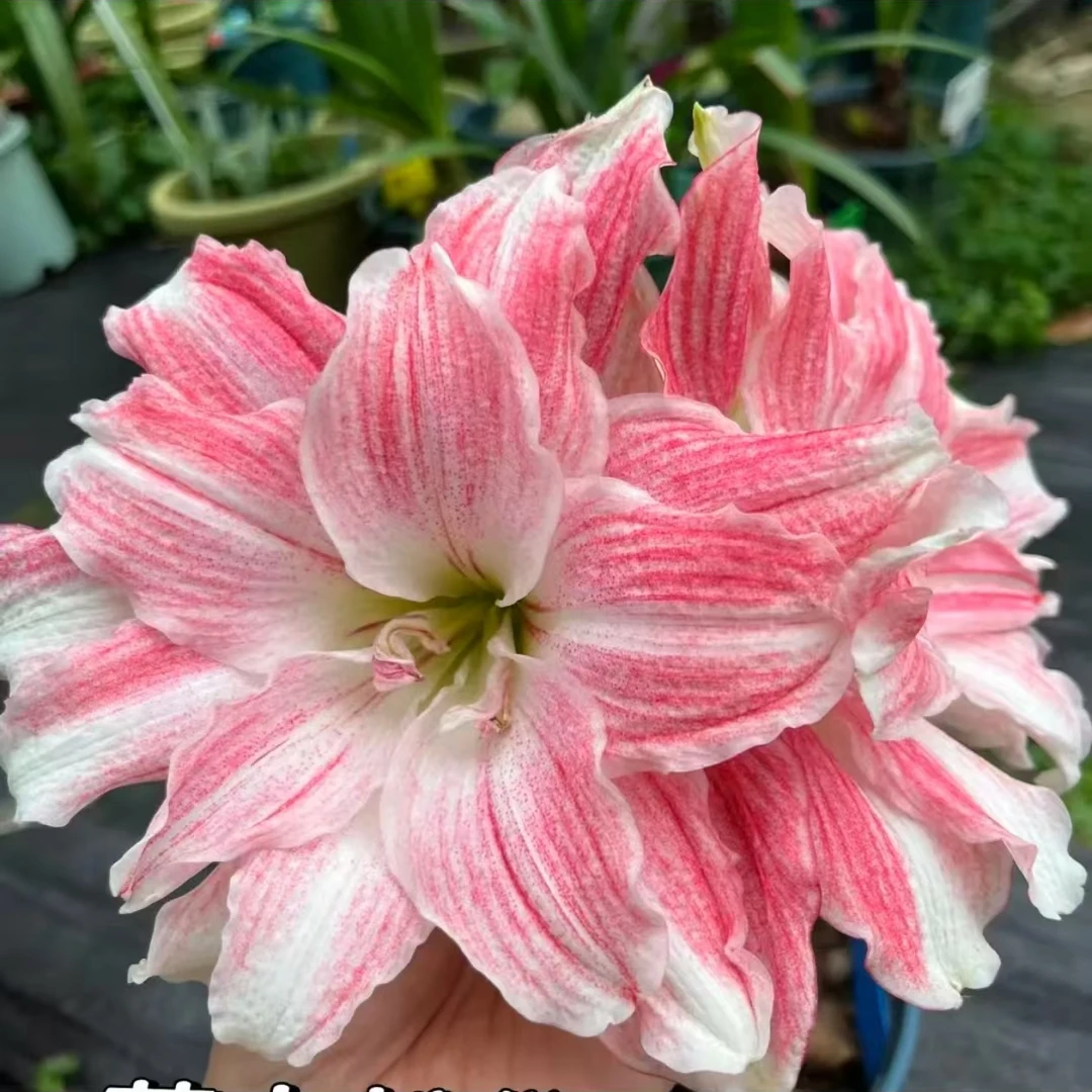 福利苗朱顶红种球切球苗帝卡粉黛重瓣大花型