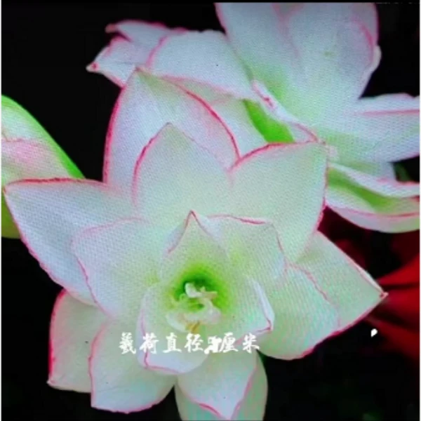 羲荷朱顶红种球重瓣大花朱顶红盆栽地栽