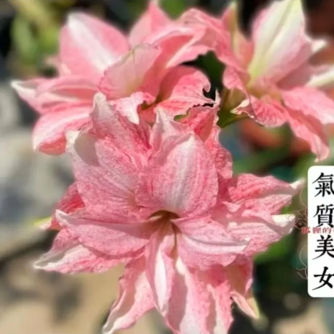 福利澳朱朱顶红种球切球苗气质美女大花盆栽地栽