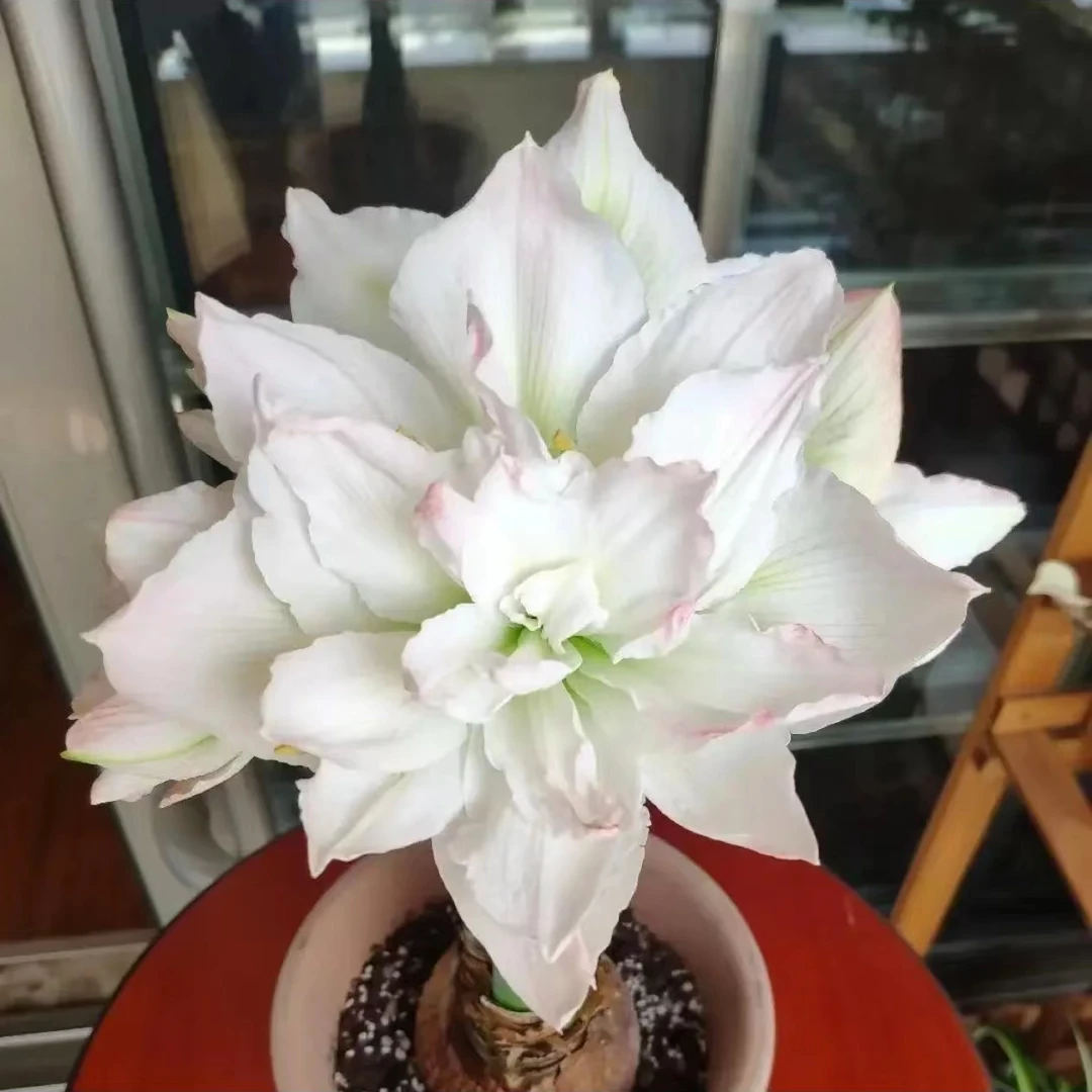 北极女神大花型重瓣朱顶红种球