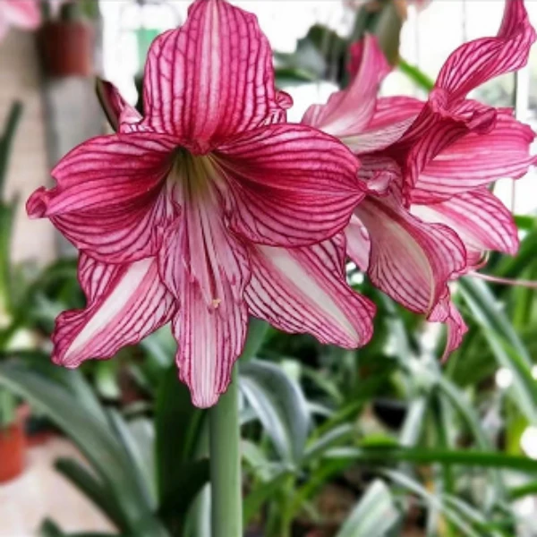 玫瑰淑女朱顶红种球单瓣号看颜色盆栽地栽