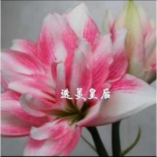 澳朱选美皇后朱顶红种球重瓣大花室内外种植可盆栽地栽