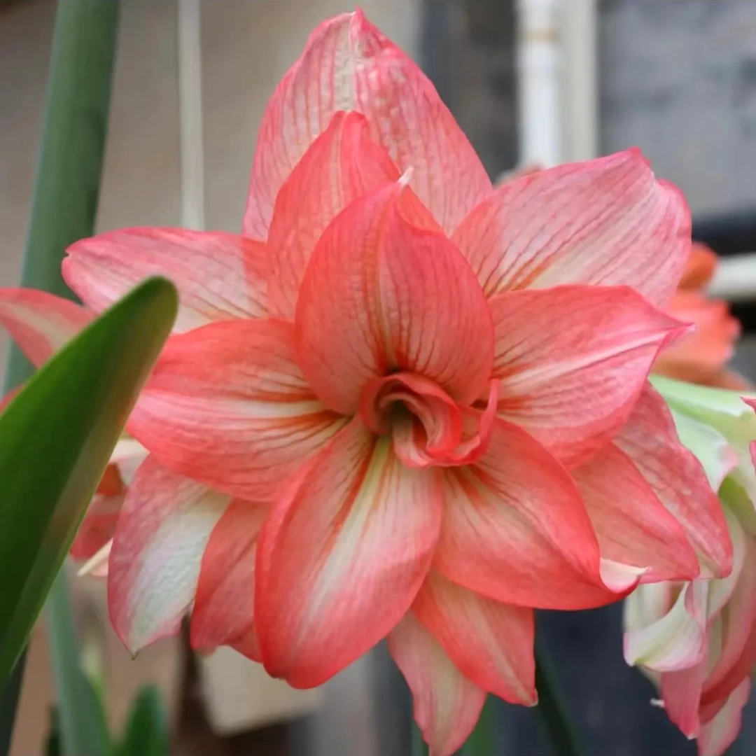 僵尸朱顶红重瓣盆栽地栽