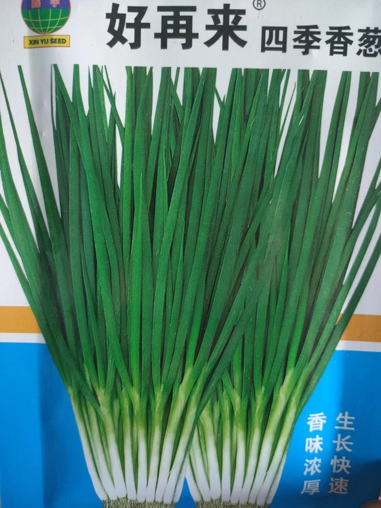 香葱种子好再来香葱