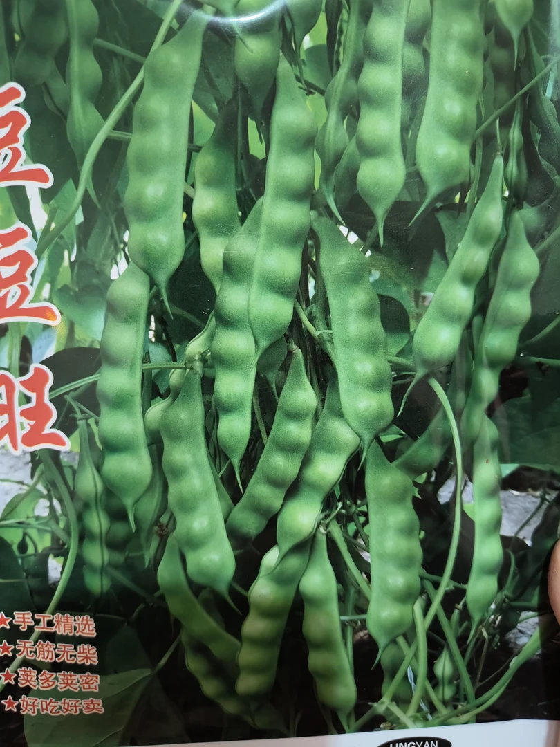 豆豆旺豆角种子100克