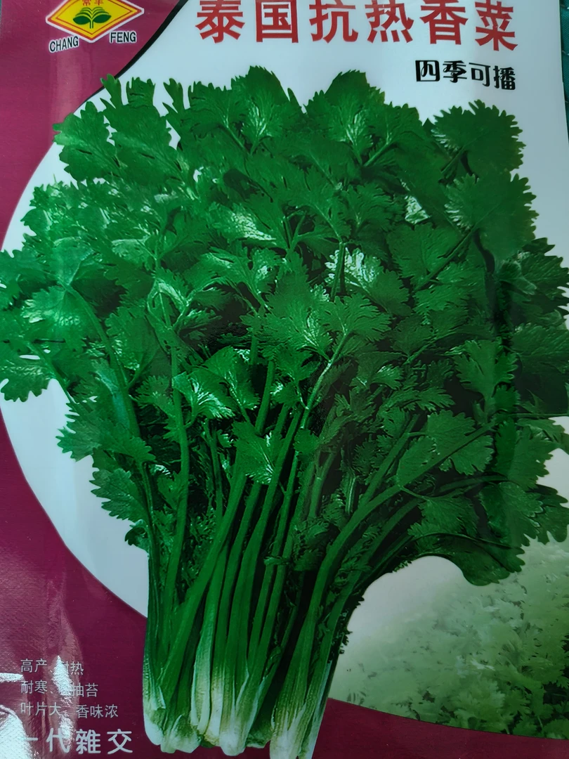 耐热香菜种子拍一发二