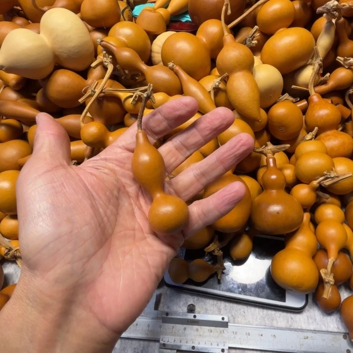大***棠大鱼海棠的一把紫皮中华