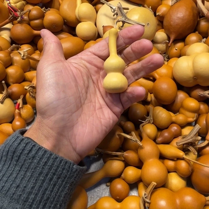 已*置已重置已重置的一把长嘴巴宝葫芦