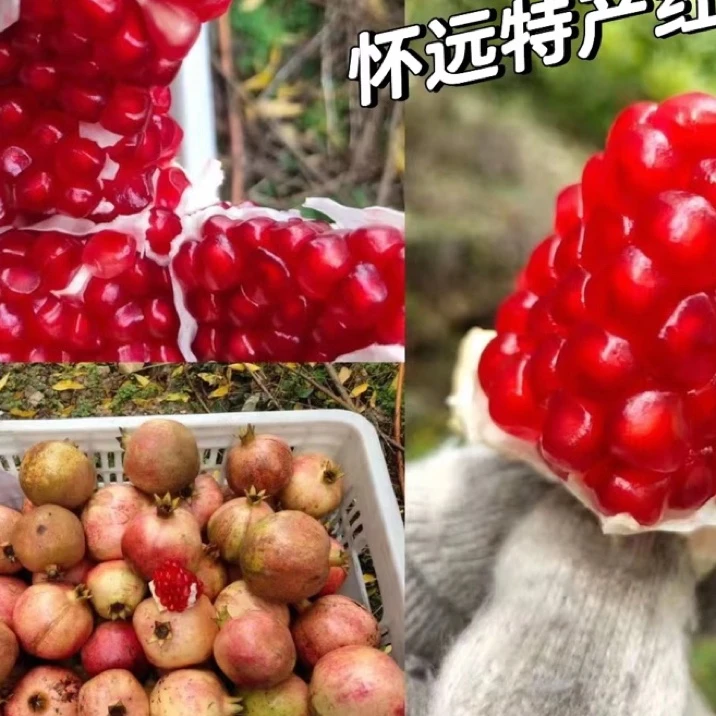 怀远丑石榴 红玛瑙红玉籽 10斤装净重九斤不分大小果