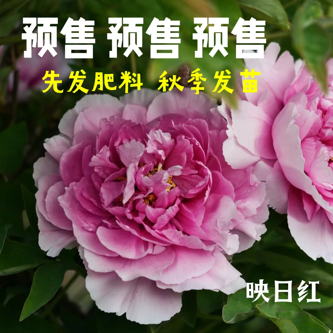 牡丹【映日红】先发肥料 秋季发苗