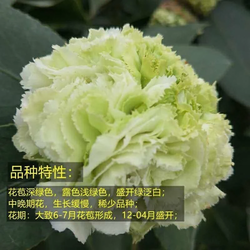 绿可娜茶花山茶花盆栽树苗带花苞名贵品种阳台客厅四季绿植