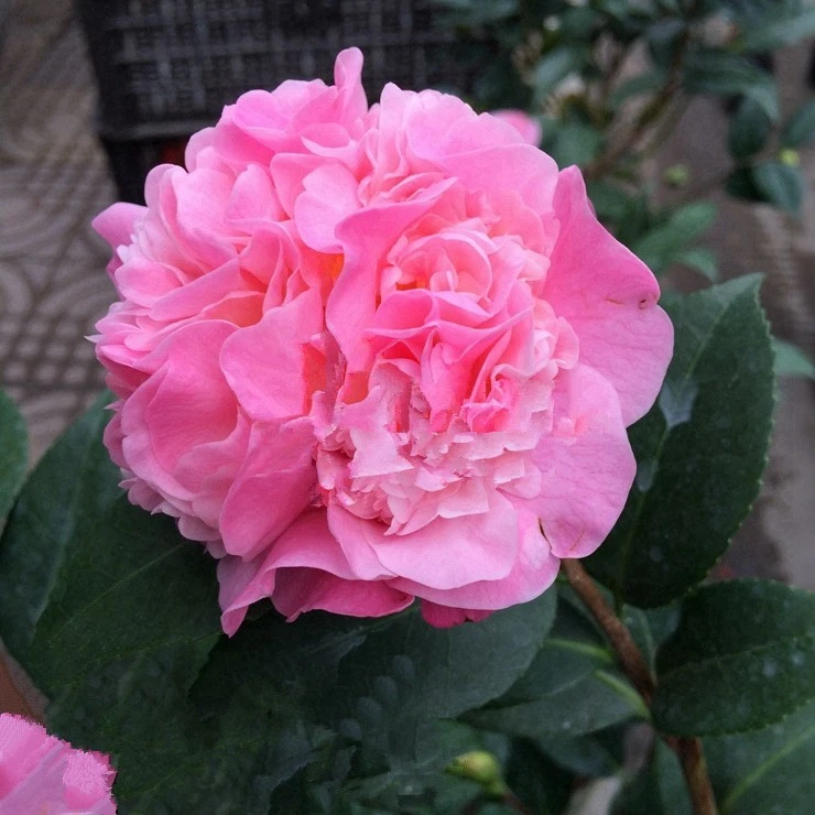 秋天长花苞 香妃山茶花盆栽花大色艳室内外客厅庭院好养植物