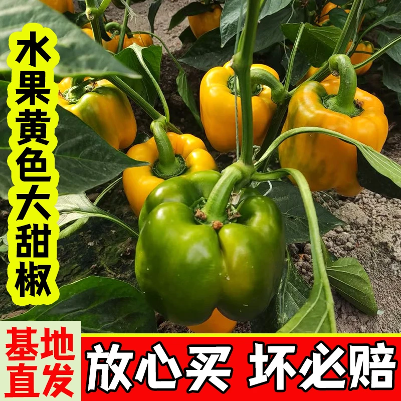 黄色甜椒种苗甜椒籽青椒特大春季菜观赏大田四季盆栽辣椒蔬菜种孑