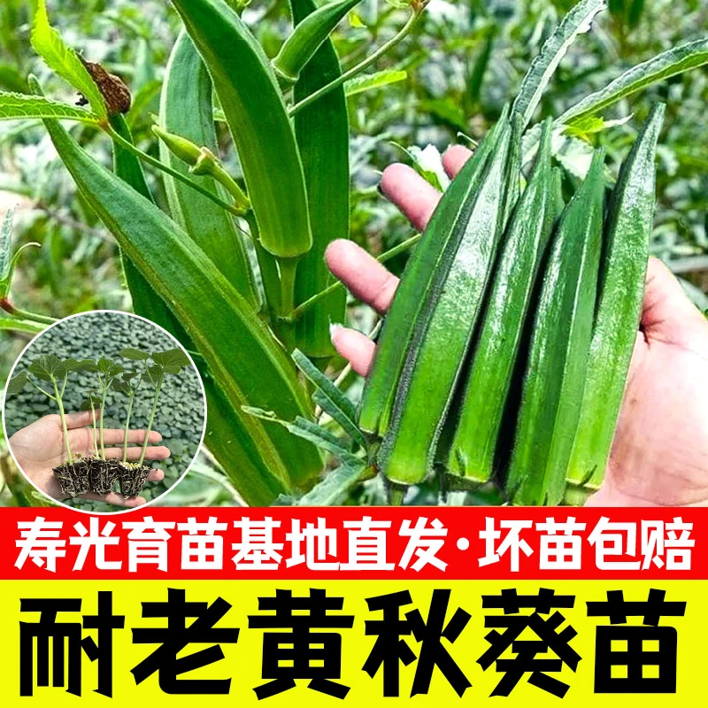 黄秋葵绿秋葵苗子红秋葵水果秋葵苗白色秋葵种苗种子四季蔬菜盆栽