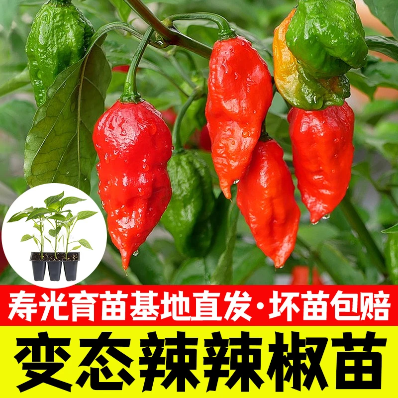 魔鬼椒种子苗正宗辣椒种籽孑超辣红黄四季灯笼籽蔬菜种苗菜苗