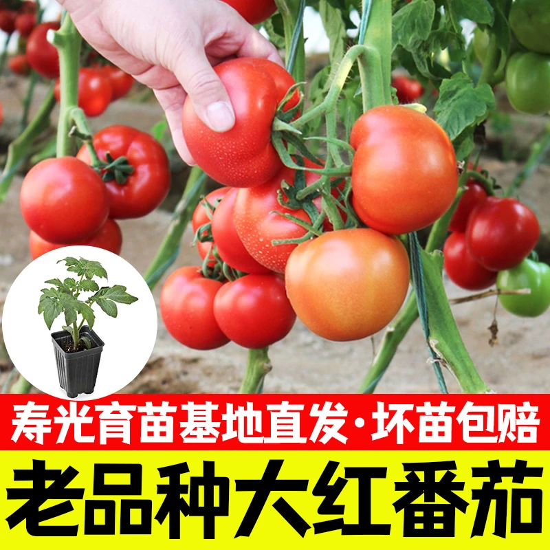 大红西红柿番茄蔬菜苗幼苗秧苗大果番茄西红柿苗大红四季阳台
