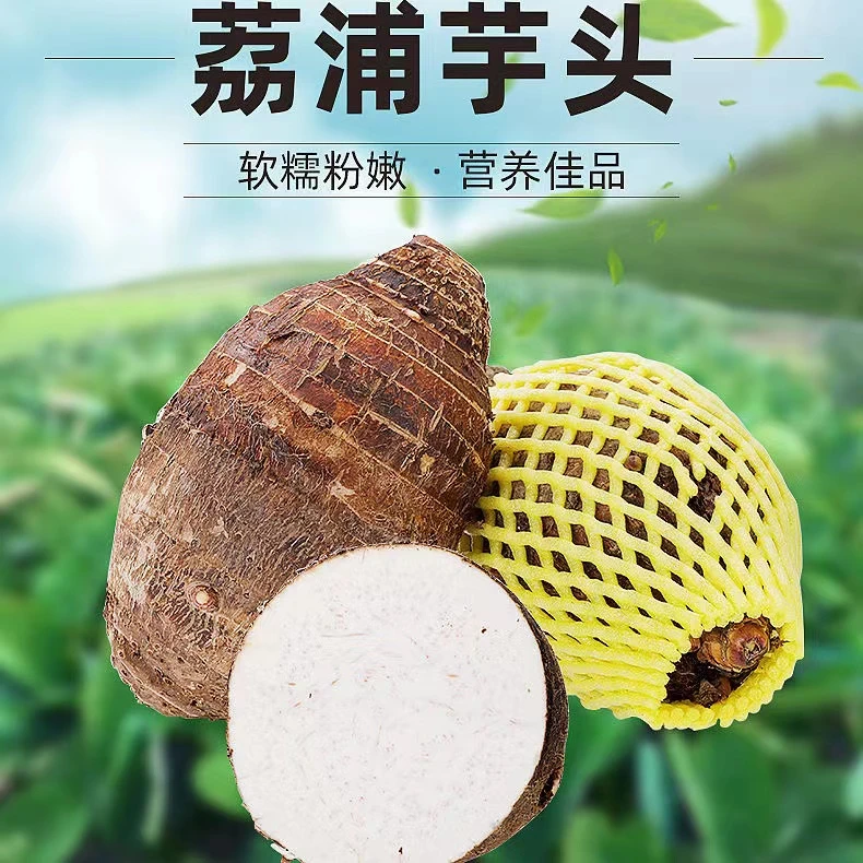 广西桂林荔浦芋头