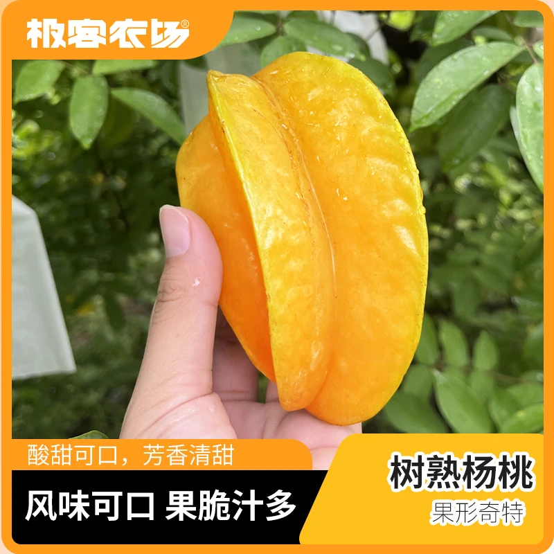 生态树熟杨桃风味浓清甜爽口 皮薄爆汁 回味无穷 孕妇水果4斤顺丰
