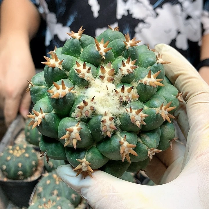 短豪刺獠牙8.5公分起发(无根)